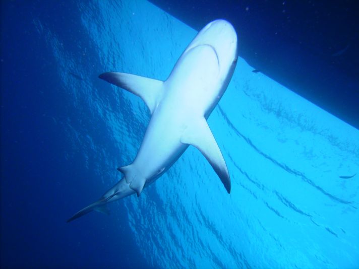 Shark - Bahamas 2010