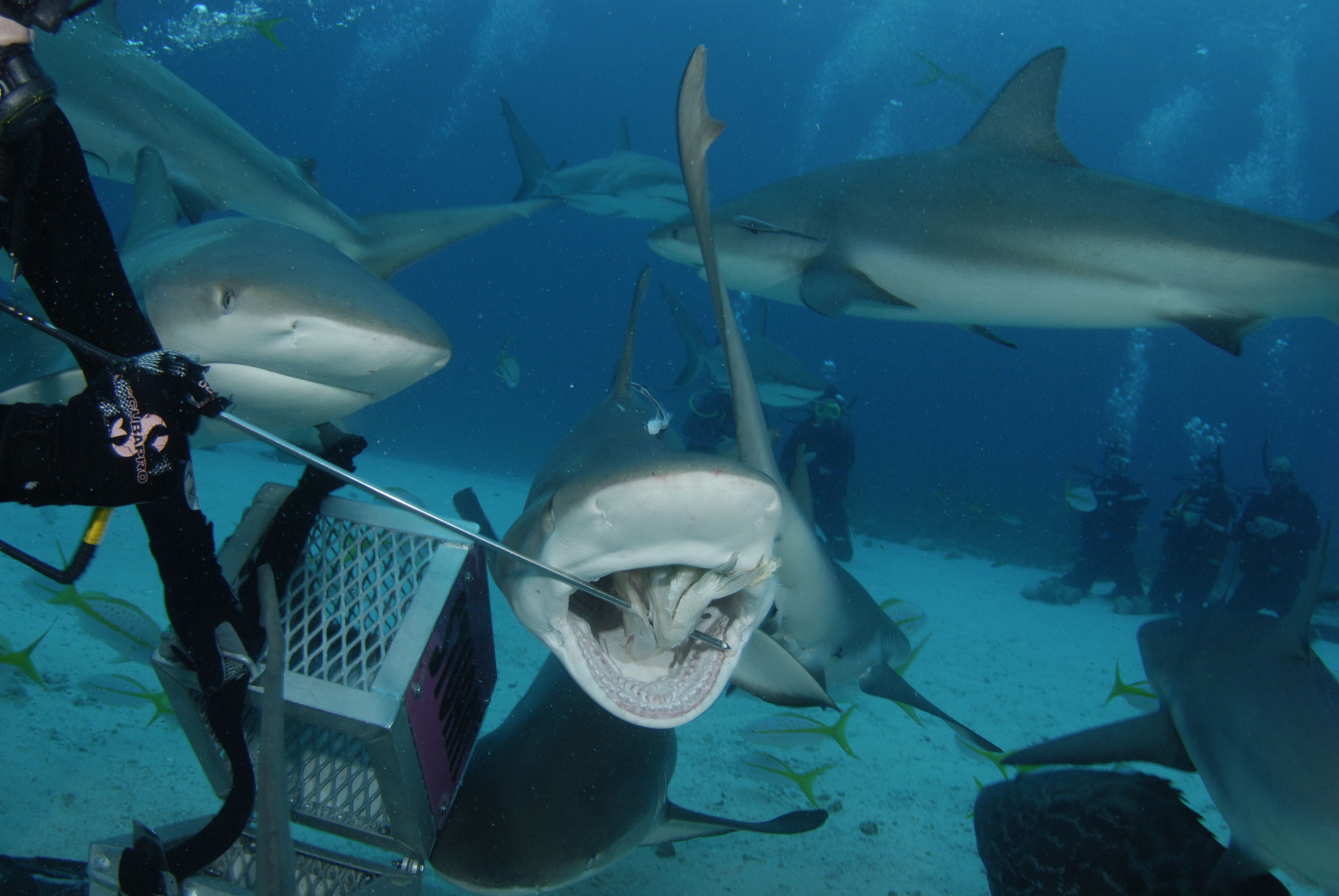 Shark diving with Stuart Cove, Bahamas 2009