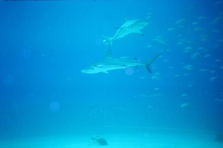 Shark Feed 3