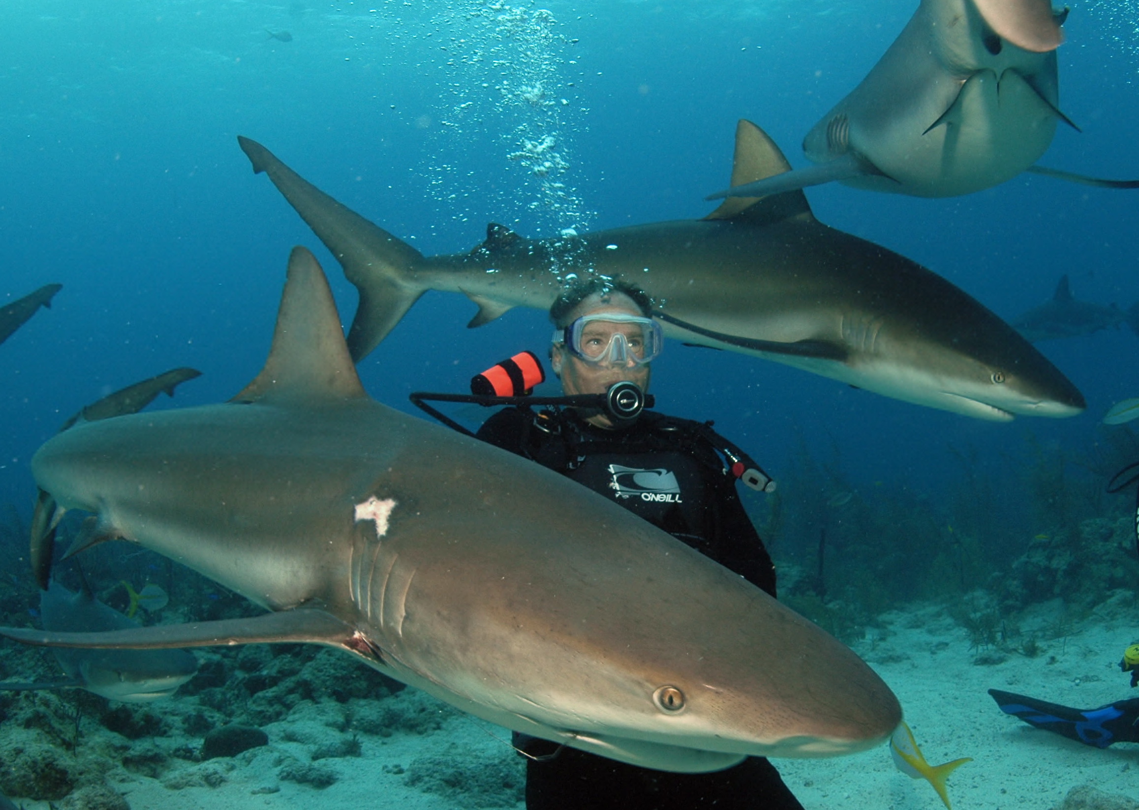 Shark Feed in Nassau