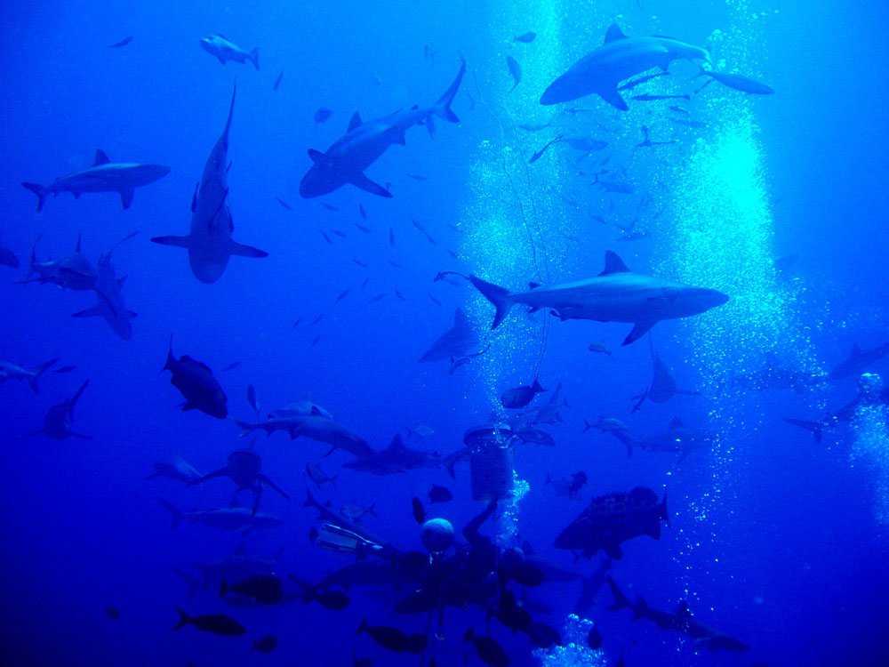 Shark Feed - Osprey Reef on Spirit of Freedom 2005