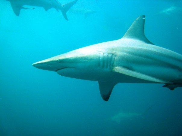 Shark_9