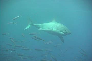 shark_great_white_guadalupe_13s