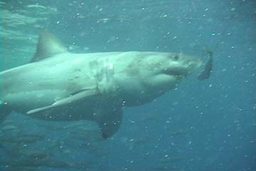 shark_great_white_guadalupe_33s