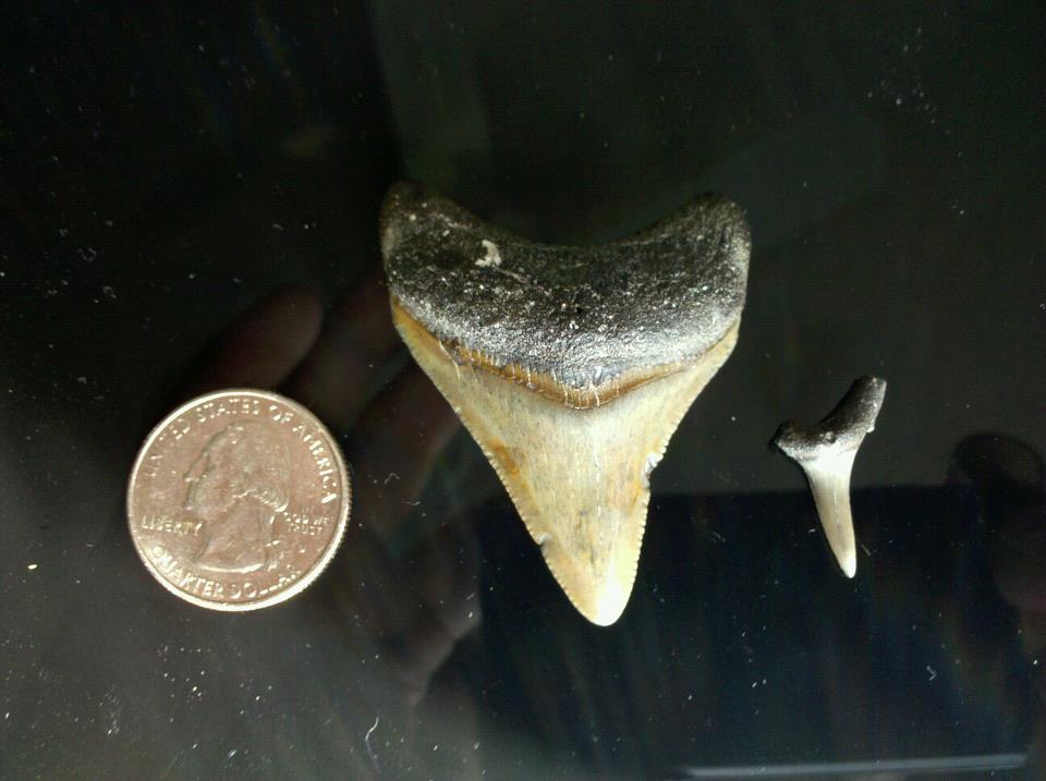 Shark_Tooth_Scale