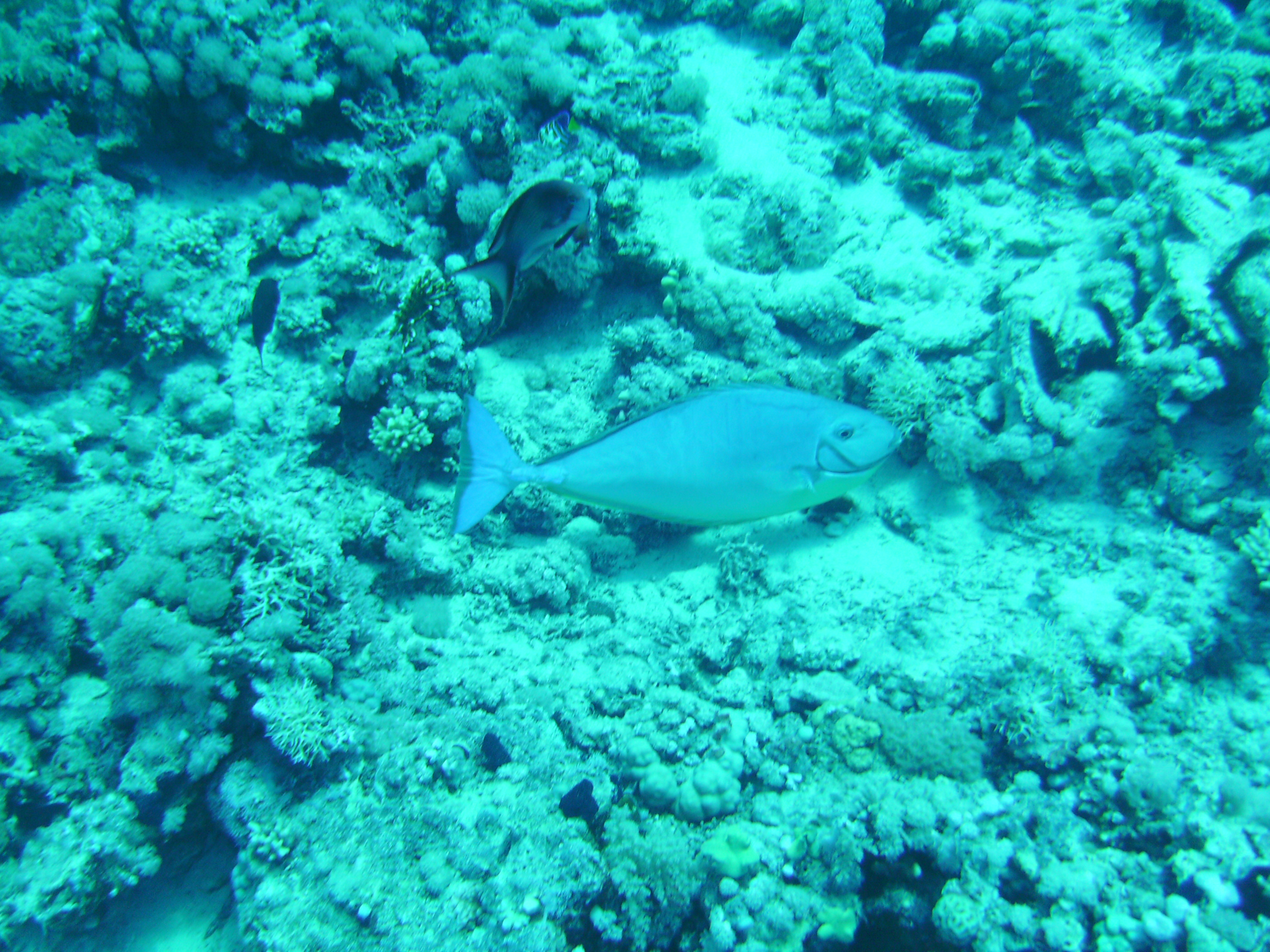 Sharm_El_Sheik-Sleek-Unicornfish