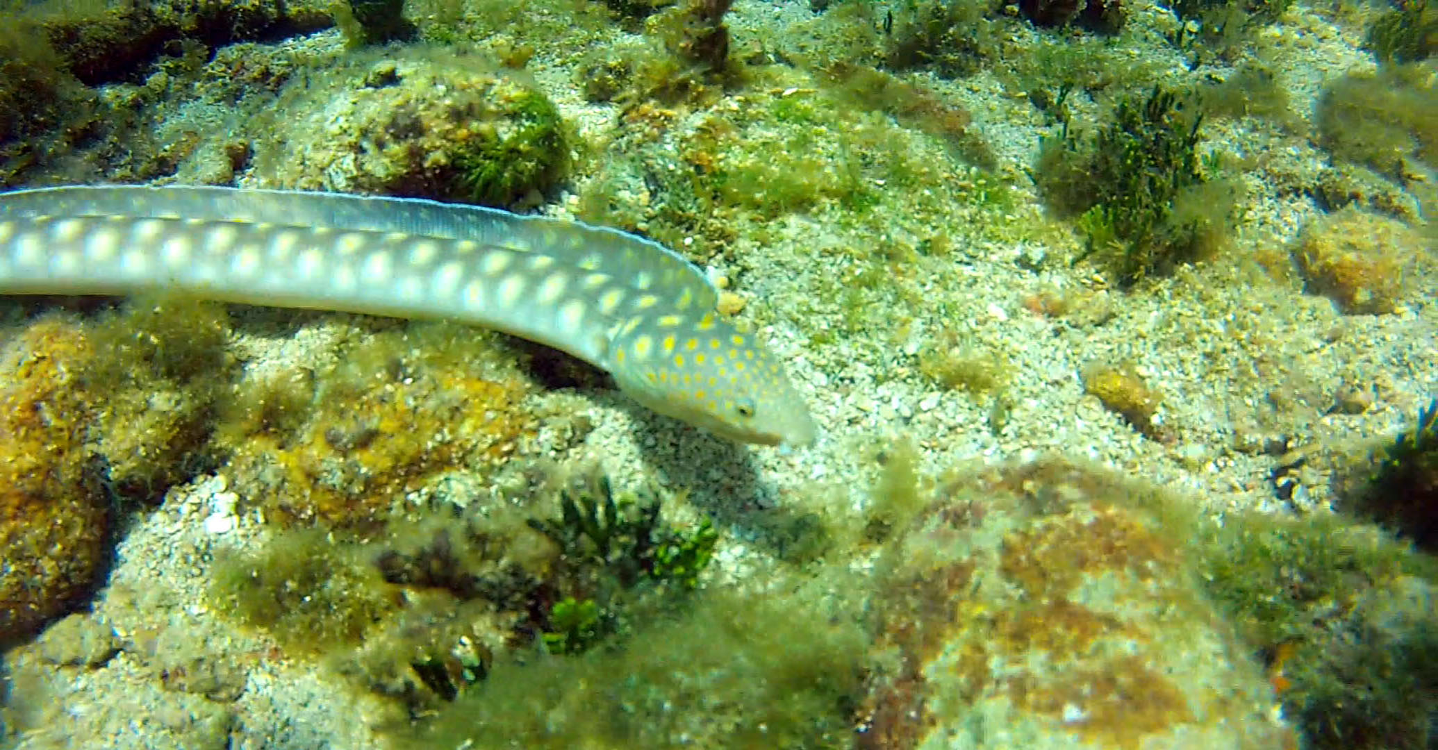 Sharp Tailed Eel