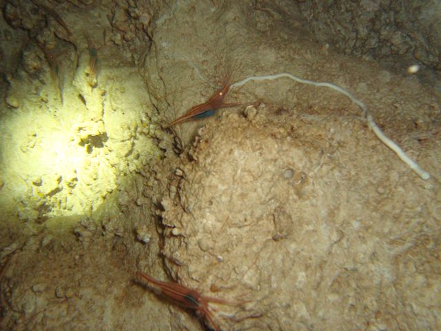 Shrimp Cave - Gozo Cave Diving