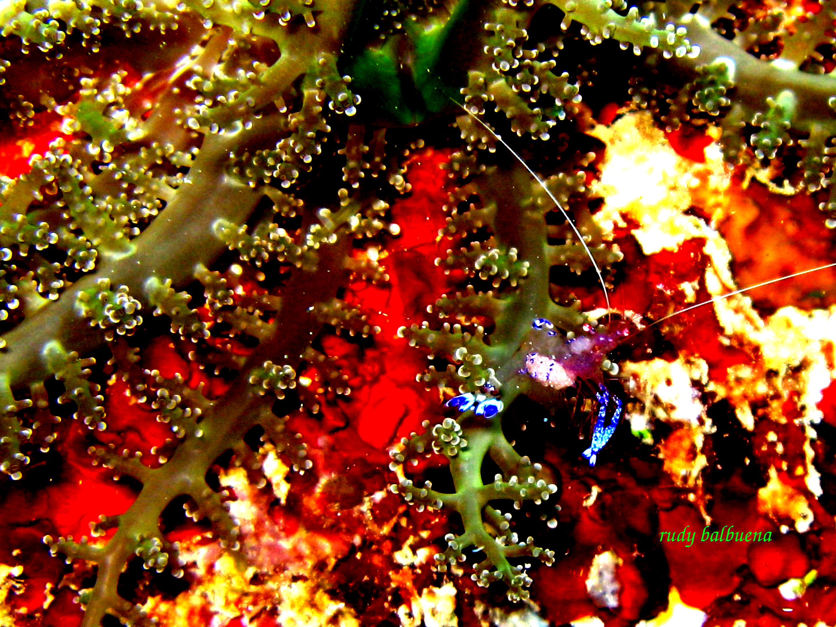 shrimp on soft coral
