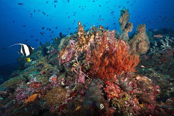 Sipadan coral reefs
