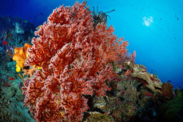 Sipadan corals