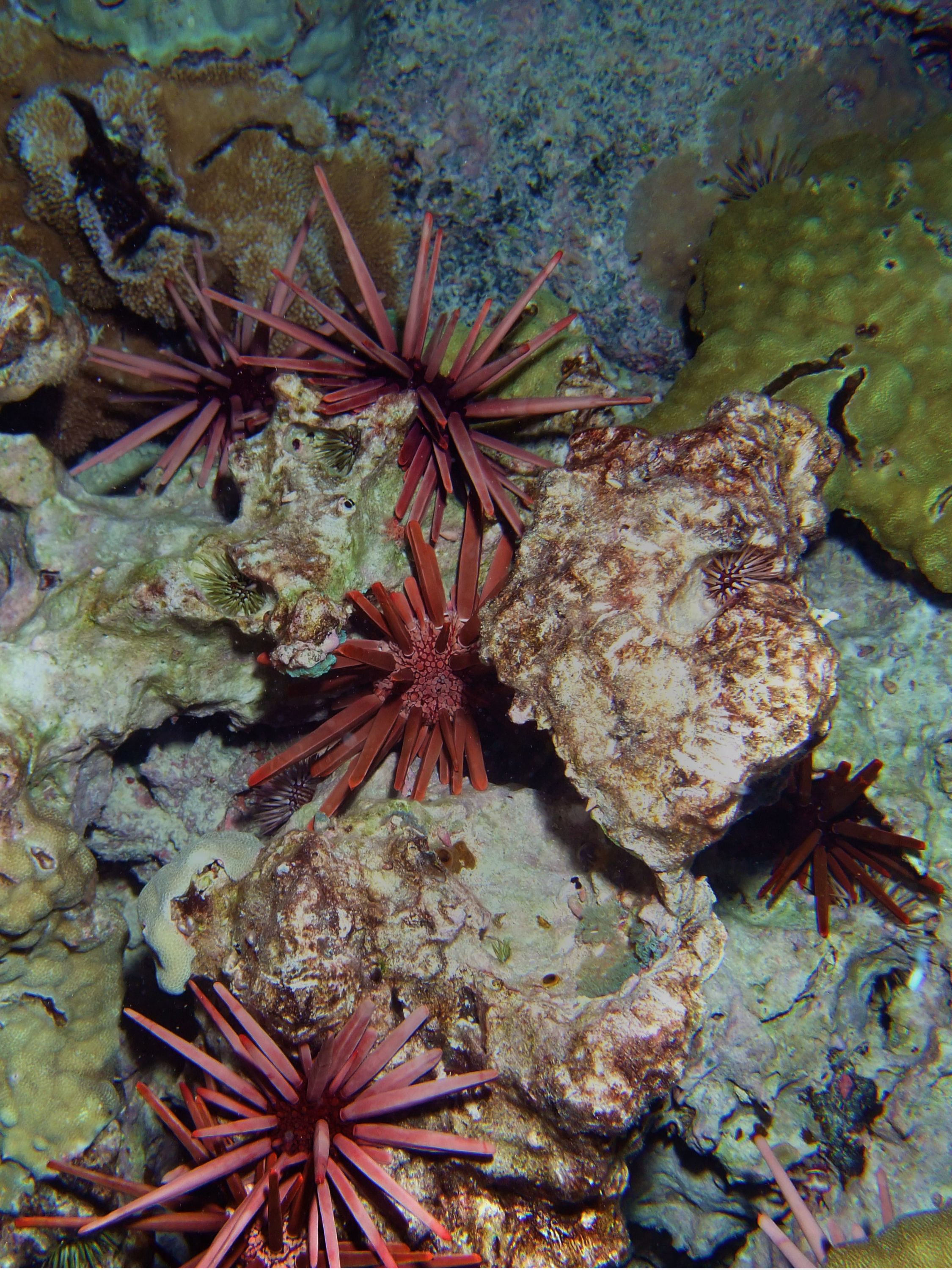 Slate_pencil_sea_urchins_-_Heterocentrotus_mammillatus