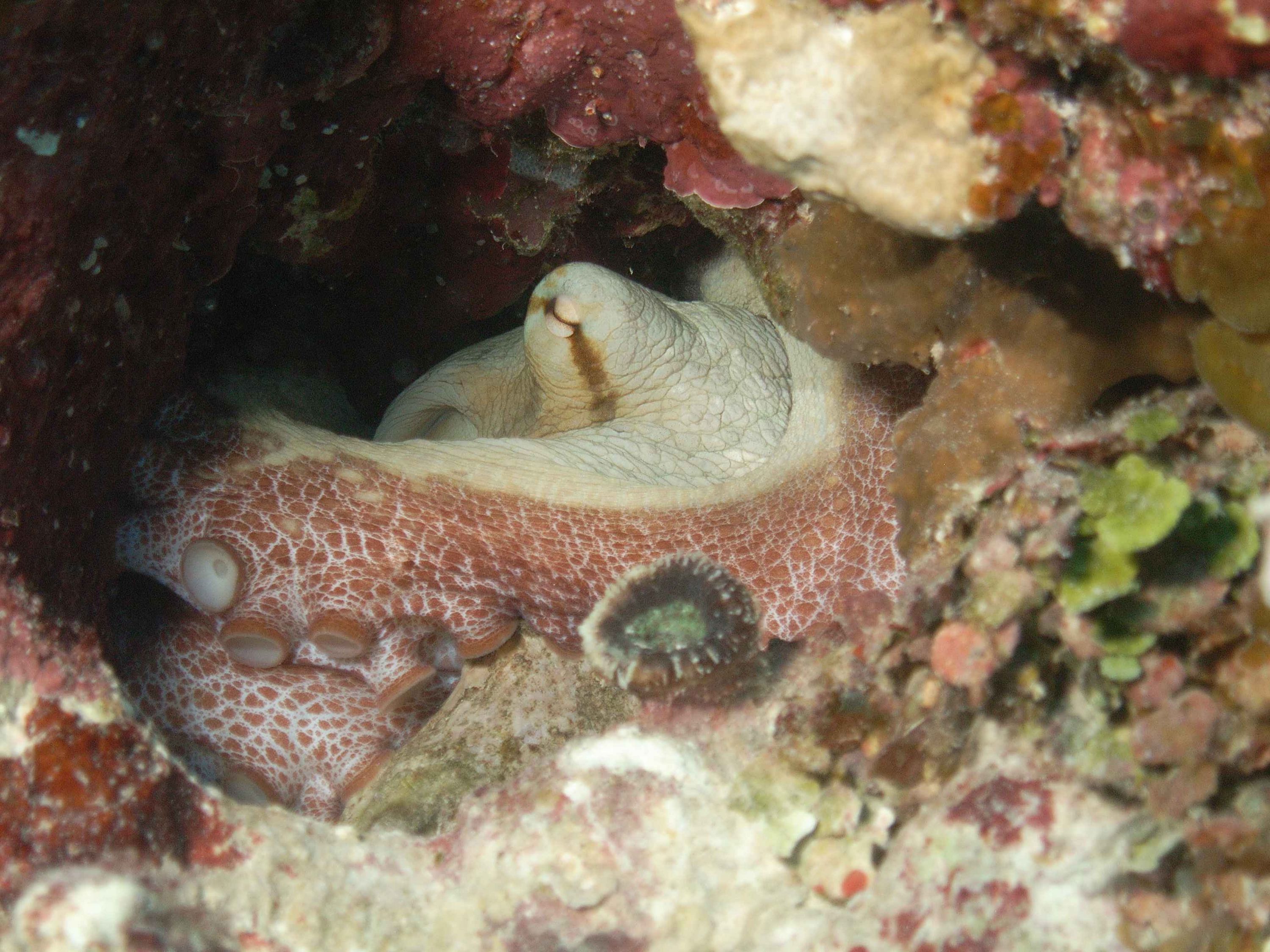 Sleeping Octopus - Belize '07