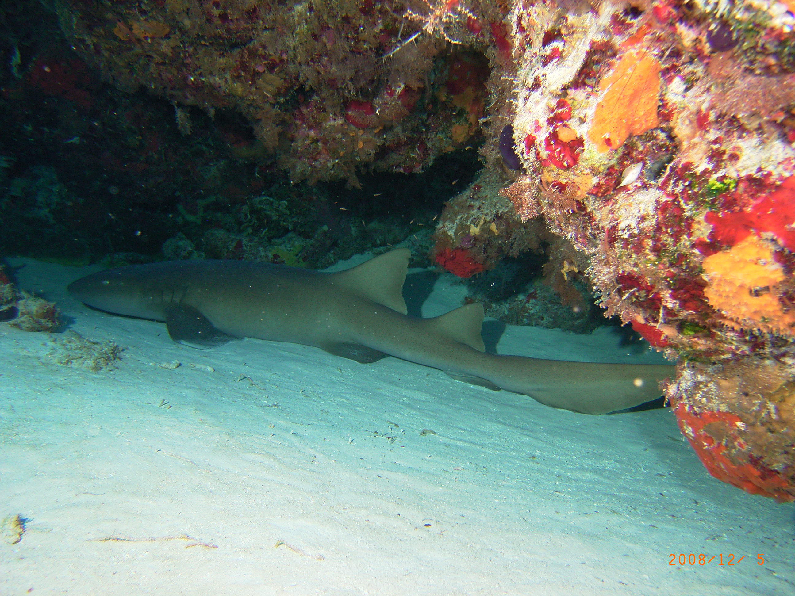 sleeping shark in cozumel