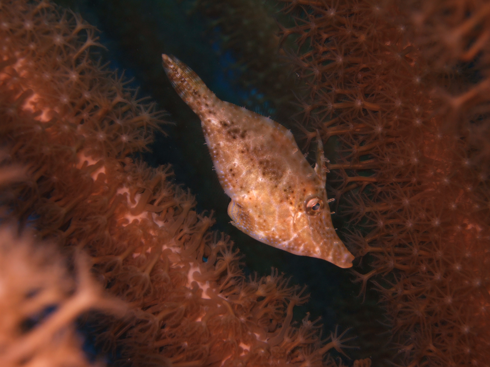 Slender Filefish (Monacanthus tuckeri) - closeup
