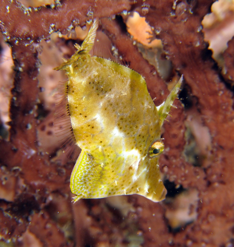 Slender Filefish On The Wreck Of The Mercedes