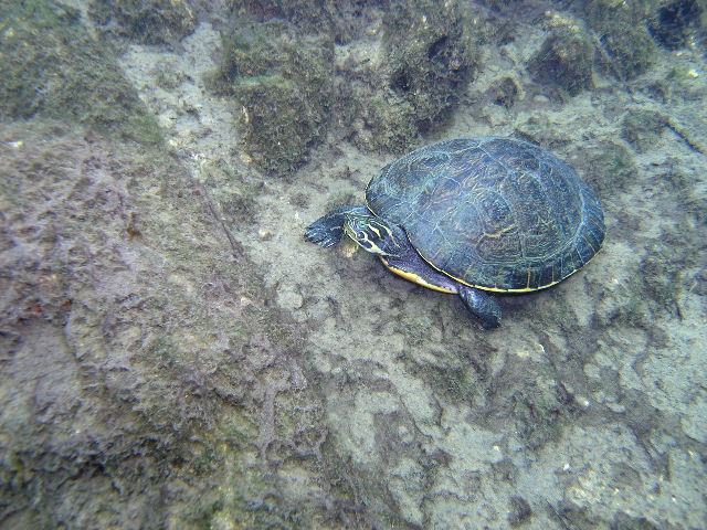 Slider Turtle at Troy