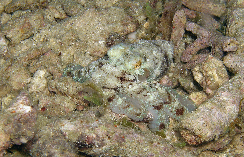 small octopus