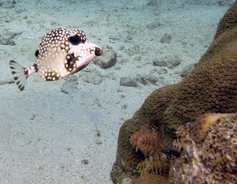 Smooth Trunkfish in Curacao