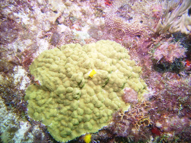 Soft Coral in Cancun