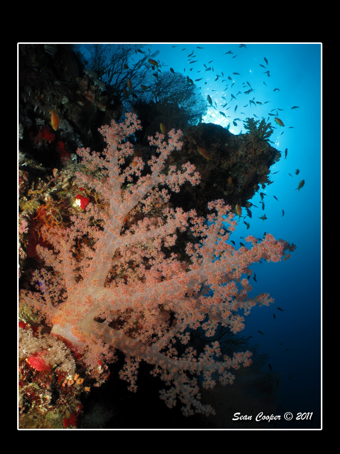 Soft Corals (Thomas Reef)