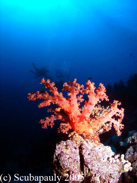 soft_coral_at_small_crack_28-8-05