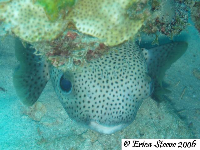 Some sort of puffer fish.
