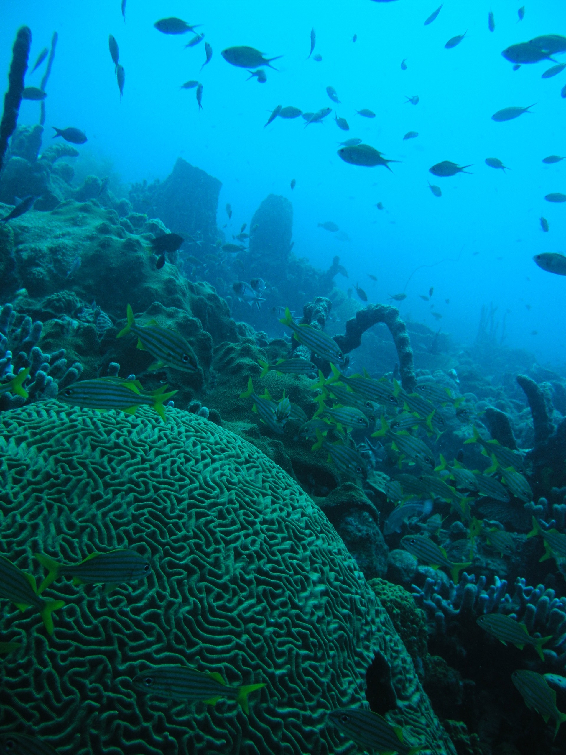 Soufriere Bay reefs, Dominica