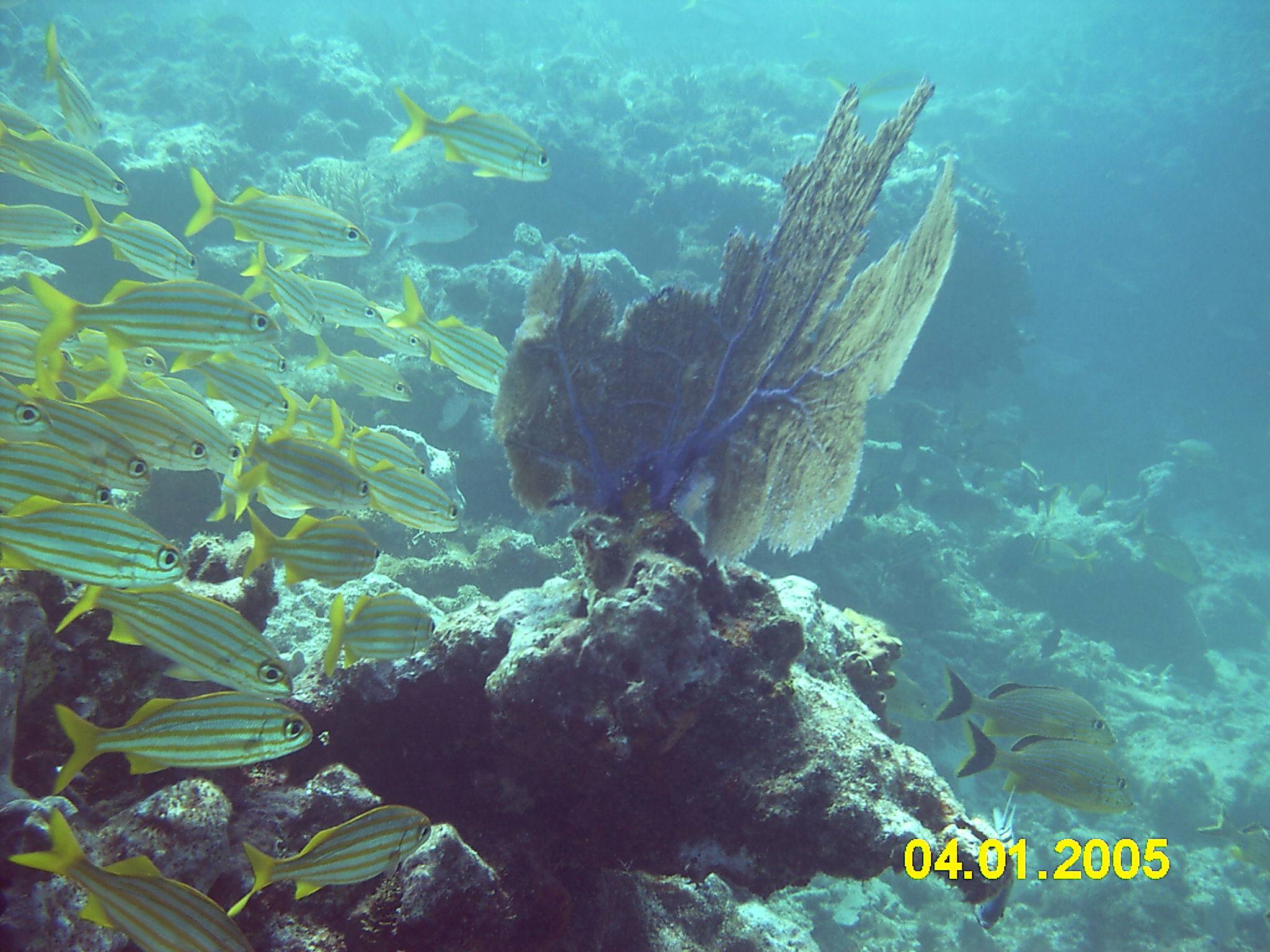 Spanish Reef off Key Largo