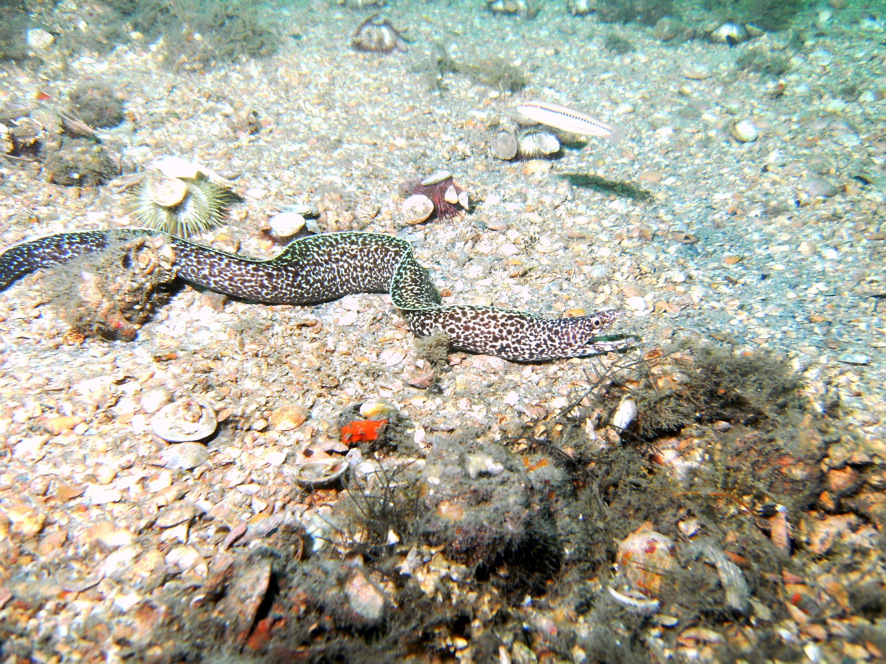 speckled eel September 2010