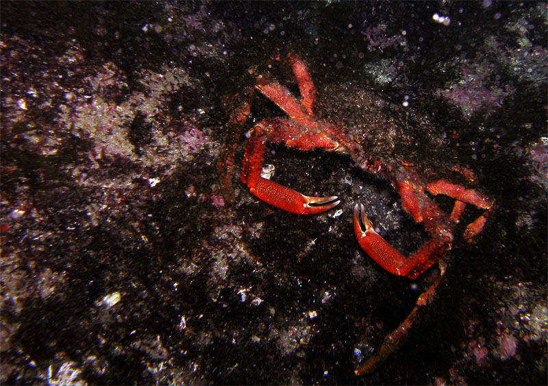 Spider crab (Maja squinado)