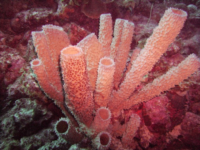 Spiky coral