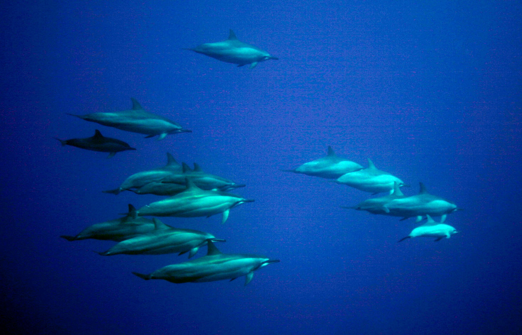 spinner_dolphins_2