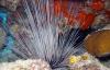 Spiny Sea Urchin and Arrow Crab