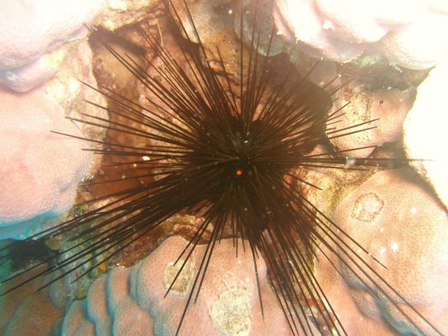 Spiny Urchin