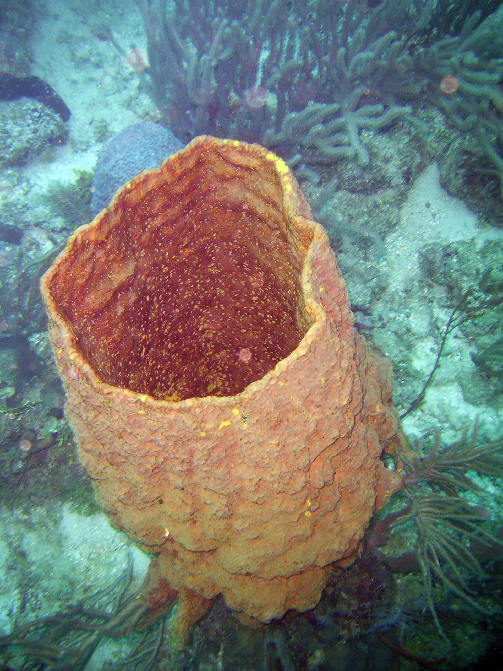 Sponge In Roatan