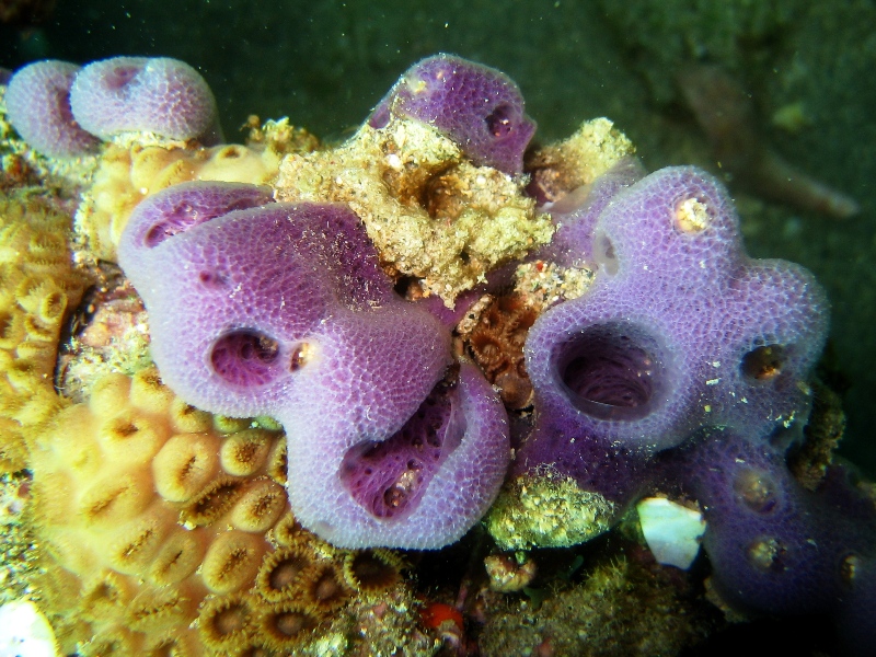 Sponge on Coral