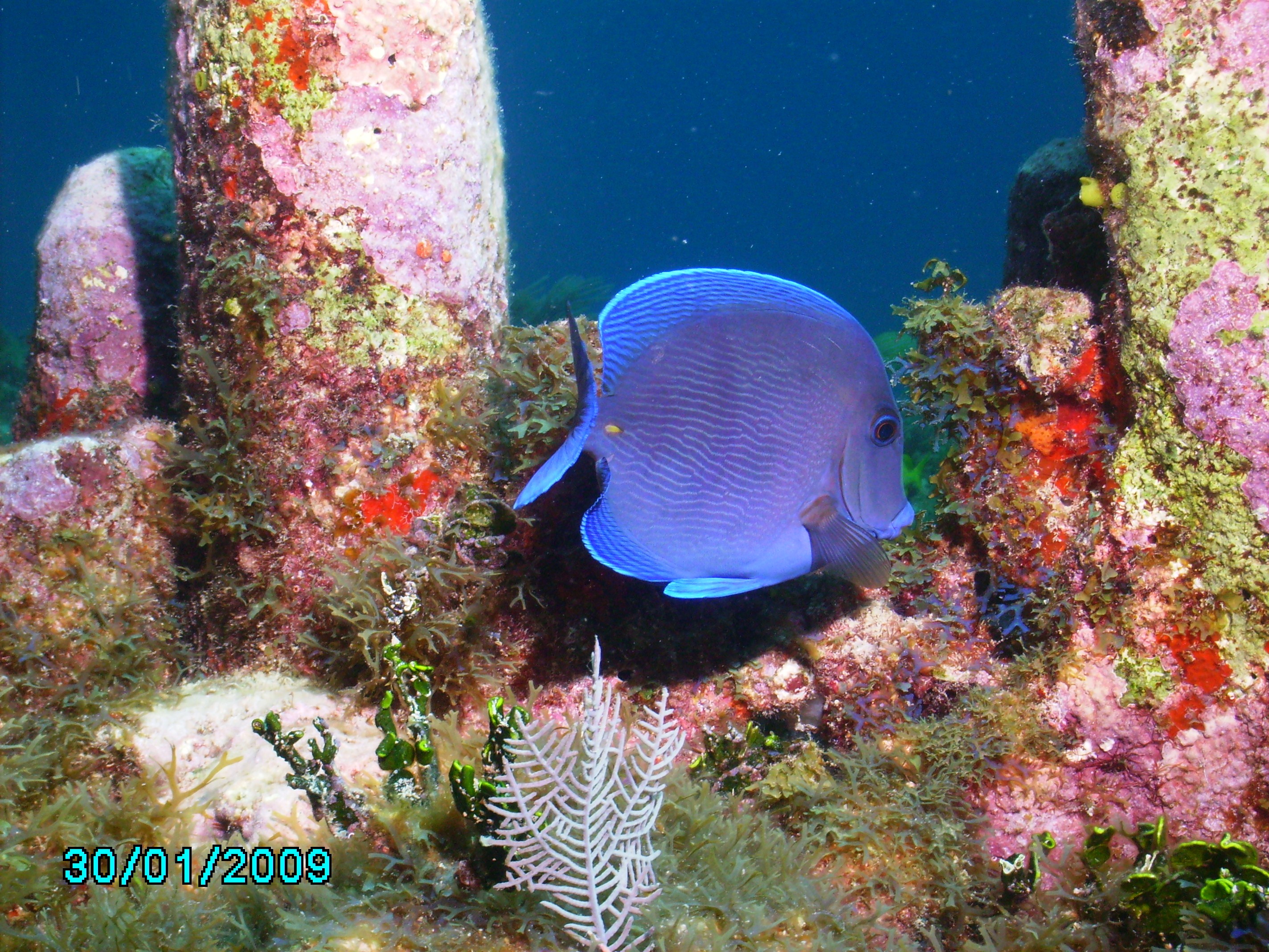 spotted blue tang