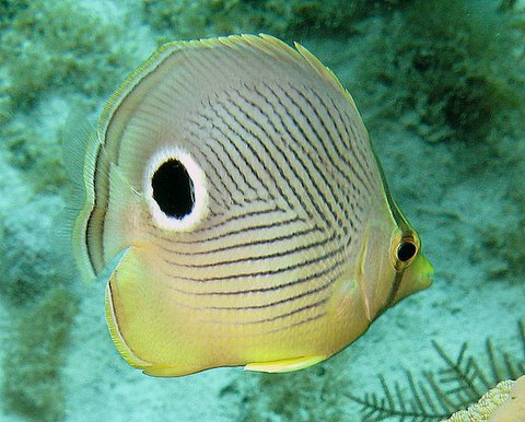 spotted butterfly fish