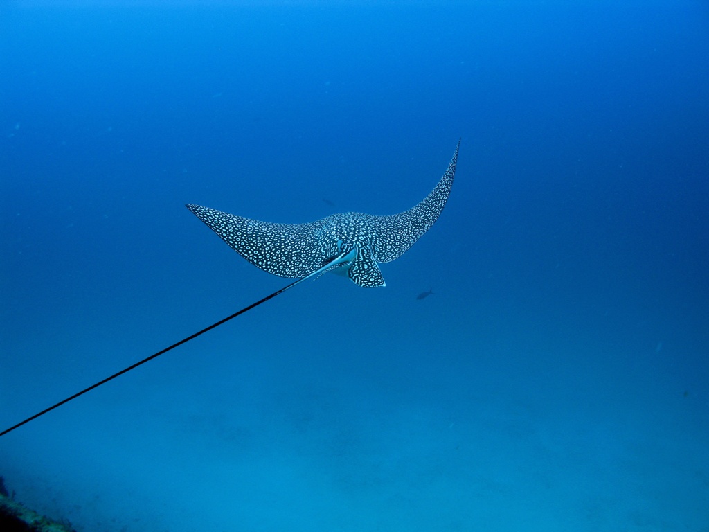 Spotted Eagle Ray On the Doc De Mille 2