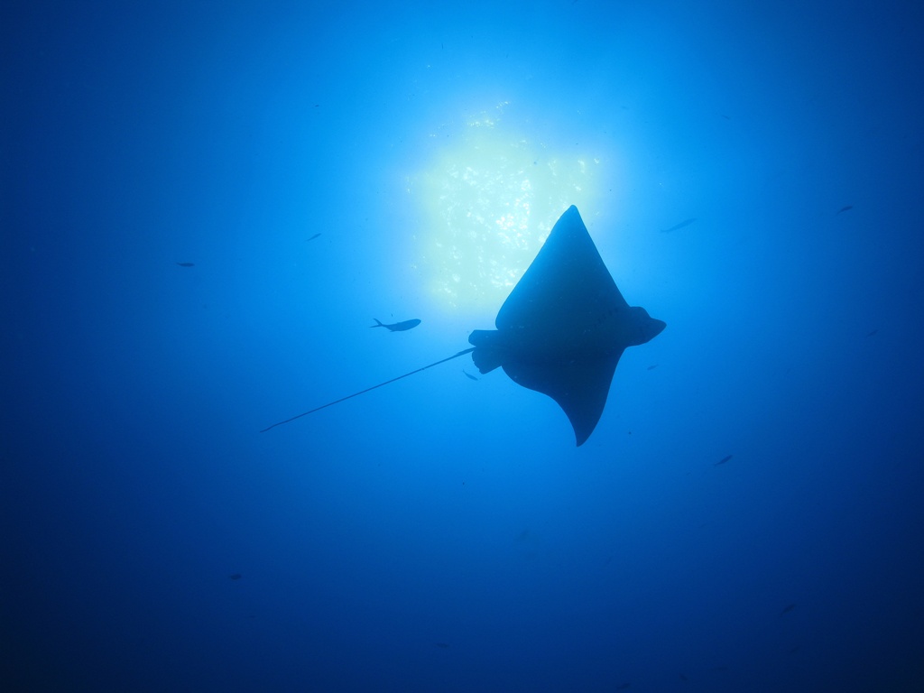 Spotted Eagle Ray Overhead On the Doc De Mille