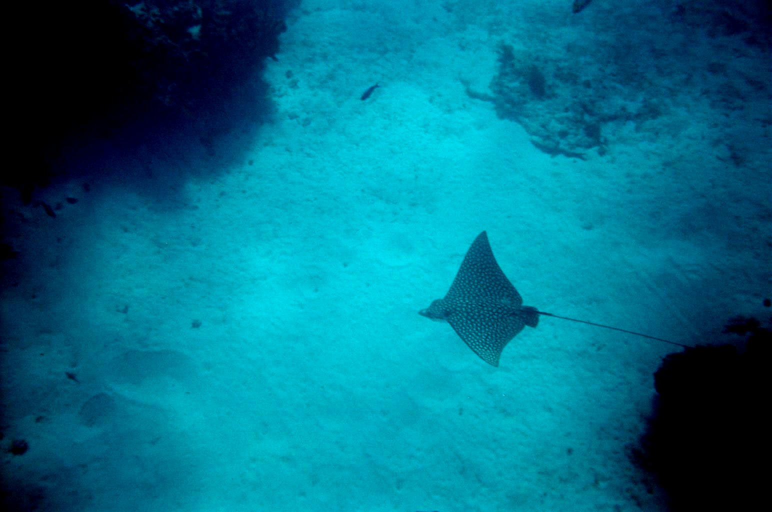 Spotted eagle Ray