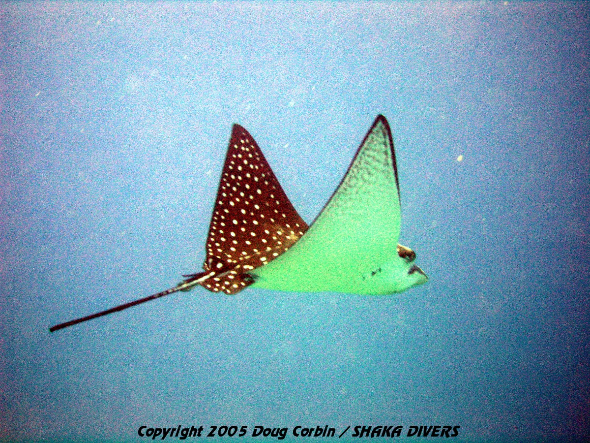"Spotted Eagle Ray"