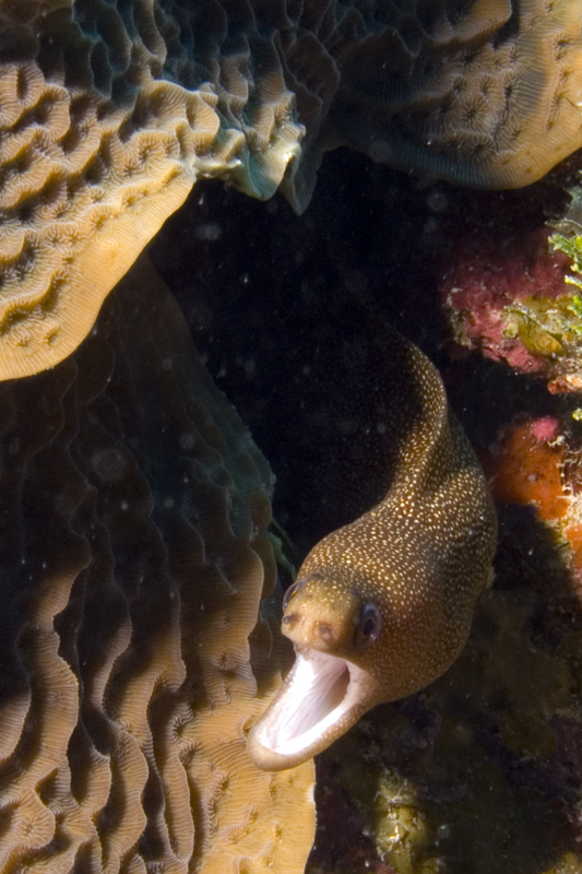 Spotted Eel at Turtle Reef in Grand Cayman