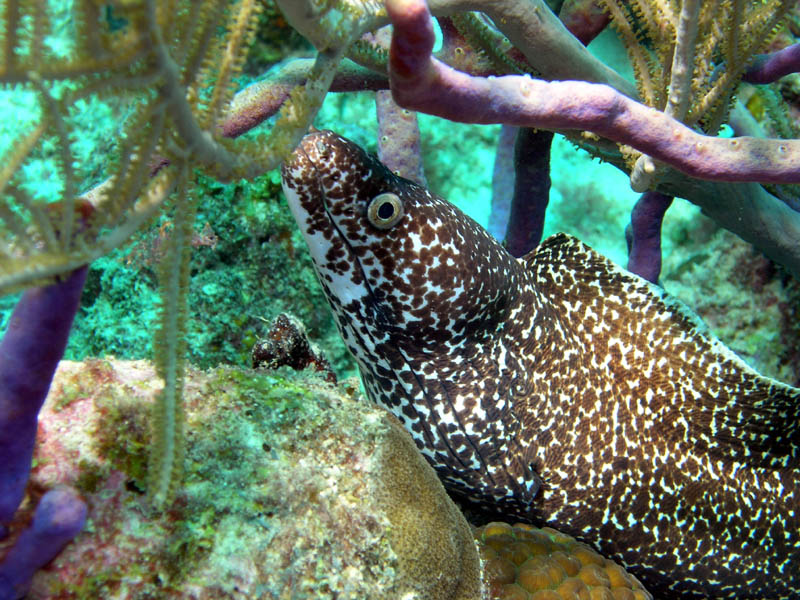 Spotted Eel