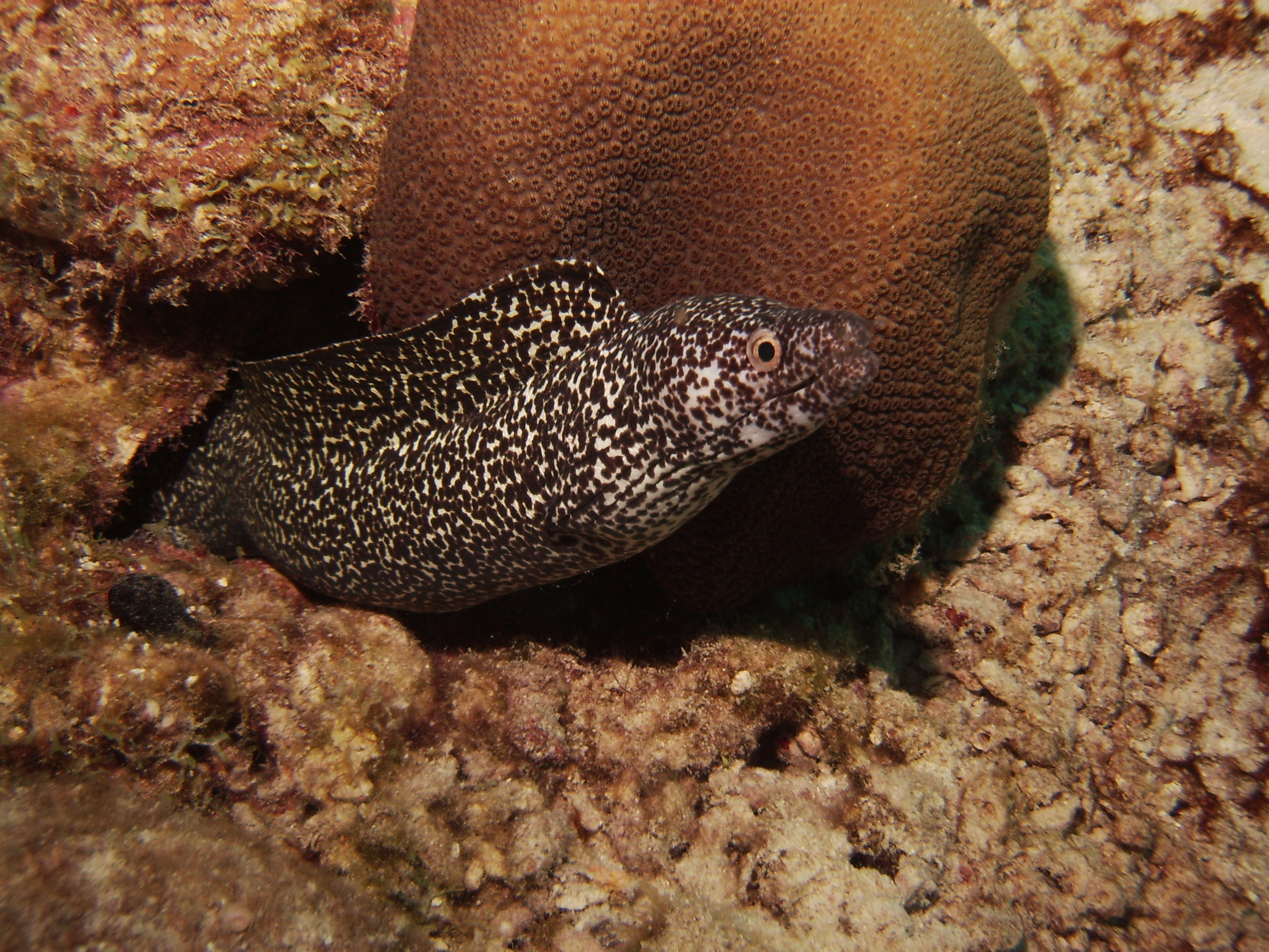 Spotted moray at dawn,  after a good night of hunting