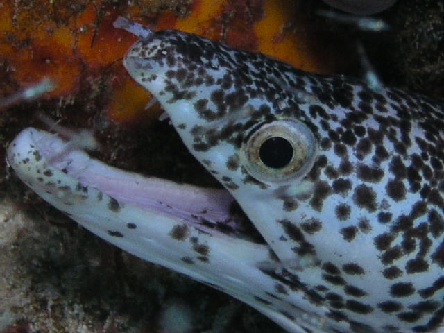 Spotted Moray Eel