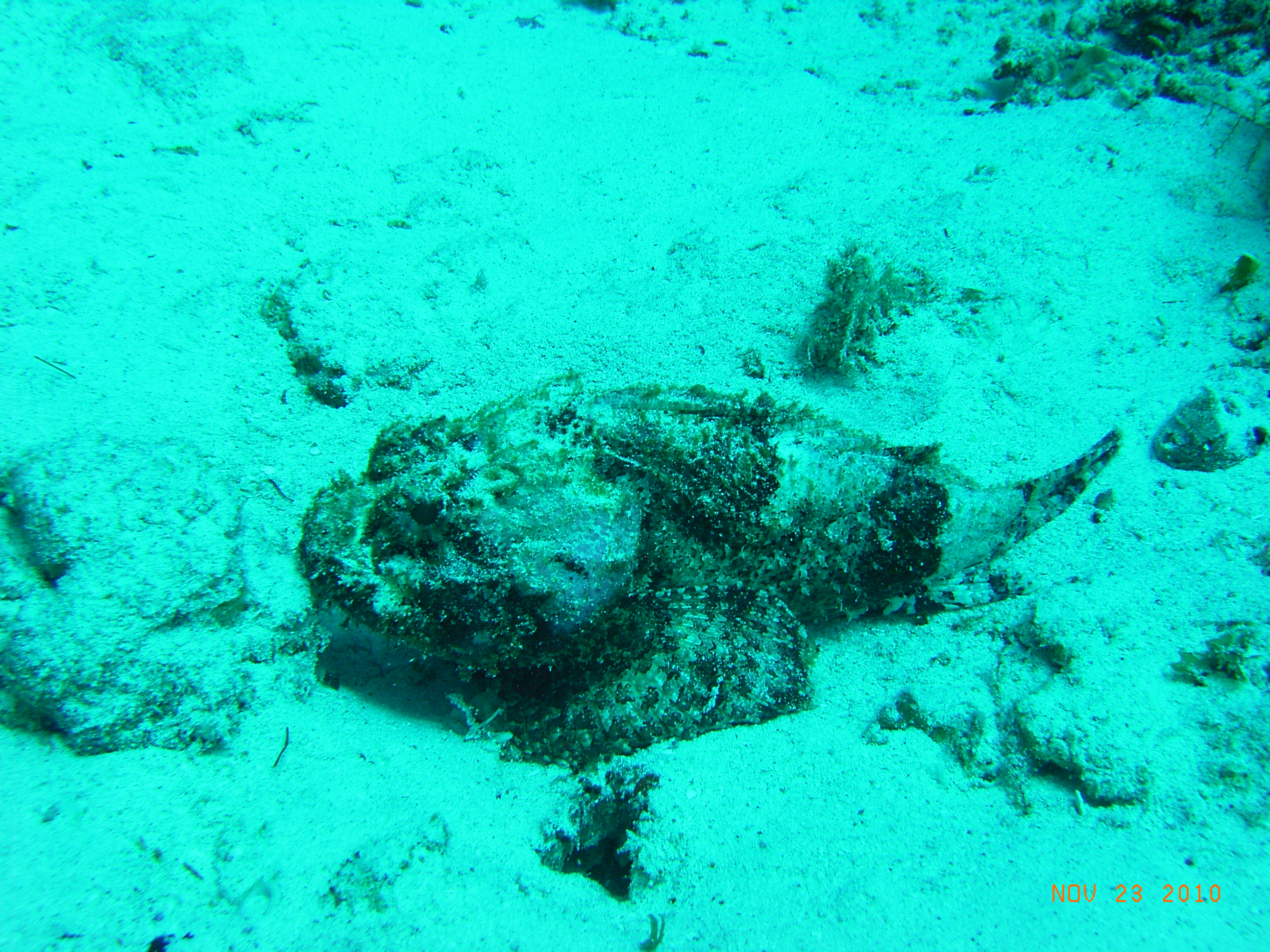 Spotted scorpionfish (?)