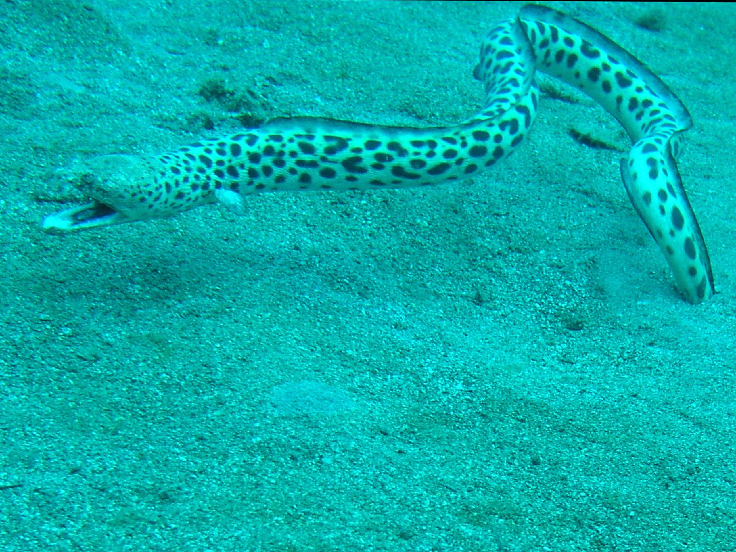 spotted spoon-nose eel