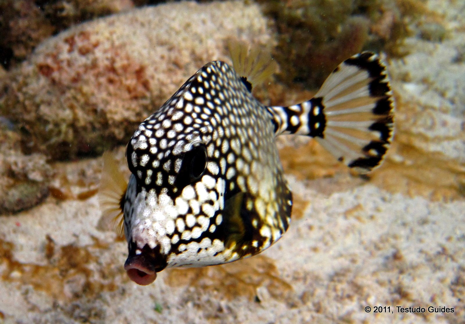 Spotted Trunkfish - Grand Cayman